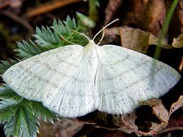 Attēlu rezultāti vaicājumam “Cabera pusaria male”