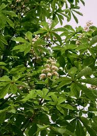 Attēlu rezultāti vaicājumam “Aesculus hippocastanum”