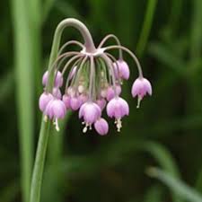 Attēlu rezultāti vaicājumam “Allium cepa flower”