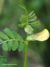 Attēlu rezultāti vaicājumam “Vicia”