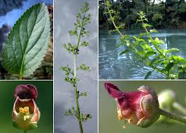 Attēlu rezultāti vaicājumam “Scrophularia umbrosa”