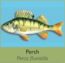 Attēlu rezultāti vaicājumam “Perca fluviatilis”