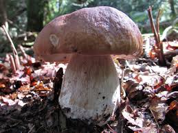 Attēlu rezultāti vaicājumam “Boletus edulis”