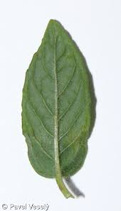 Attēlu rezultāti vaicājumam “Clinopodium vulgare leaf”