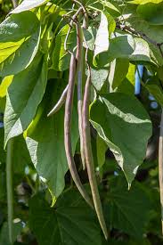 Attēlu rezultāti vaicājumam “Catalpa ovata fruit”