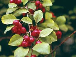 Attēlu rezultāti vaicājumam “Cotoneaster multiflorus fruit”