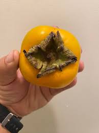 Image result for sharon fruit