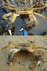 Image result for Eriocheir sinensis