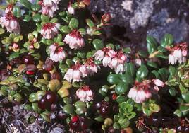 Attēlu rezultāti vaicājumam “Vaccinium vitis-idaea bud”