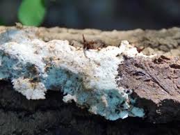 Attēlu rezultāti vaicājumam “Oxyporus corticola”