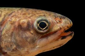 Image result for Salvelinus fontinalis