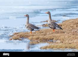 Attēlu rezultāti vaicājumam “Anser albifrons adult”