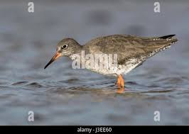 Attēlu rezultāti vaicājumam “Tringa totanus adult”