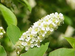 Attēlu rezultāti vaicājumam “Prunus padus var. roseiflora flower”