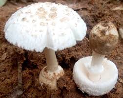 Attēlu rezultāti vaicājumam “Amanita citrina”