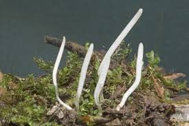 Attēlu rezultāti vaicājumam “Clavaria sphagnicola”