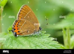 Attēlu rezultāti vaicājumam “Satyrium pruni”