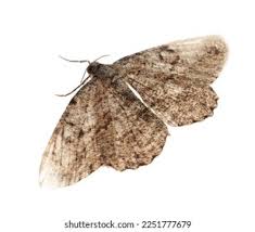 Attēlu rezultāti vaicājumam “Alcis repandata”