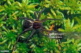 Attēlu rezultāti vaicājumam “Pisaura mirabilis female”