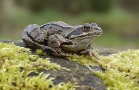 Attēlu rezultāti vaicājumam “Rana temporaria adult”