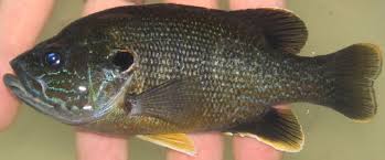 Image result for Lepomis cyanellus