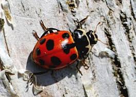 Attēlu rezultāti vaicājumam “Hippodamia notata”