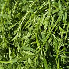 Attēlu rezultāti vaicājumam “Galium aparine leaf”