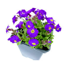 Image result for Aubrieta hybrida (cultorum)