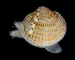 Attēlu rezultāti vaicājumam “Colloderma oculatum sessile”