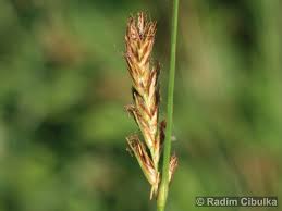 Attēlu rezultāti vaicājumam “Blysmus compressus fruit”