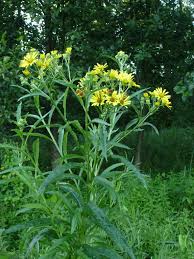 Attēlu rezultāti vaicājumam “Jacobaea paludosa”