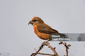 Image result for Loxia curvirostra