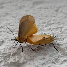 Attēlu rezultāti vaicājumam “Lithosia quadra male”