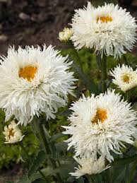 Image result for Chrysanthemum leucanthemum