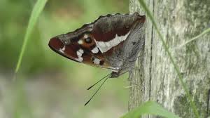 Attēlu rezultāti vaicājumam “Apatura iris male”