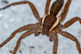 Attēlu rezultāti vaicājumam “Dolomedes fimbriatus”