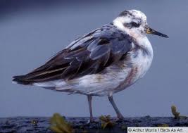 Attēlu rezultāti vaicājumam “Phalaropus fulicarius adult”