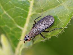 Attēlu rezultāti vaicājumam “Coremacera marginata”