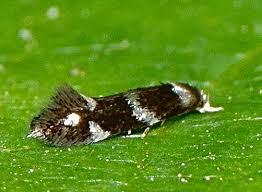 Attēlu rezultāti vaicājumam “Elachistidae”