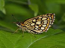 Attēlu rezultāti vaicājumam “Heteropterus morpheus underside”