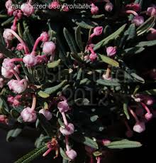 Attēlu rezultāti vaicājumam “Andromeda polifolia bud”