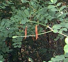 Attēlu rezultāti vaicājumam “Caragana arborescens fruit”