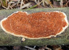 Attēlu rezultāti vaicājumam “Ceriporiopsis resinascens”