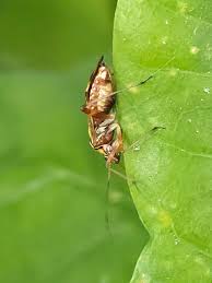 Attēlu rezultāti vaicājumam “Rhabdomiris striatellus”