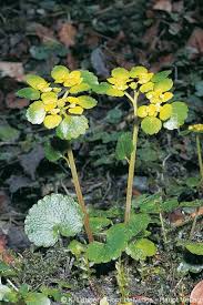 Attēlu rezultāti vaicājumam “Chrysosplenium alternifolium leaf”