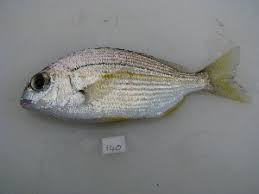Image result for Rhabdosargus holubi