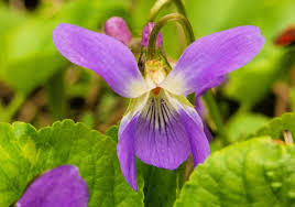 Attēlu rezultāti vaicājumam “Viola epipsila flower”