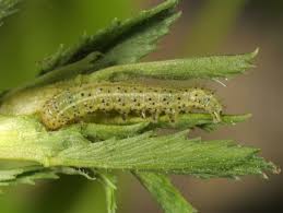 Attēlu rezultāti vaicājumam “Panolis umbra”