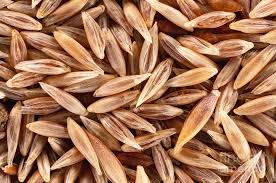 Attēlu rezultāti vaicājumam “Agrostis stolonifera”