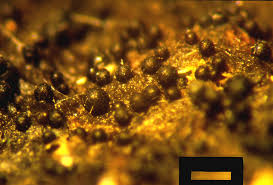 Attēlu rezultāti vaicājumam “Licea minima spores”